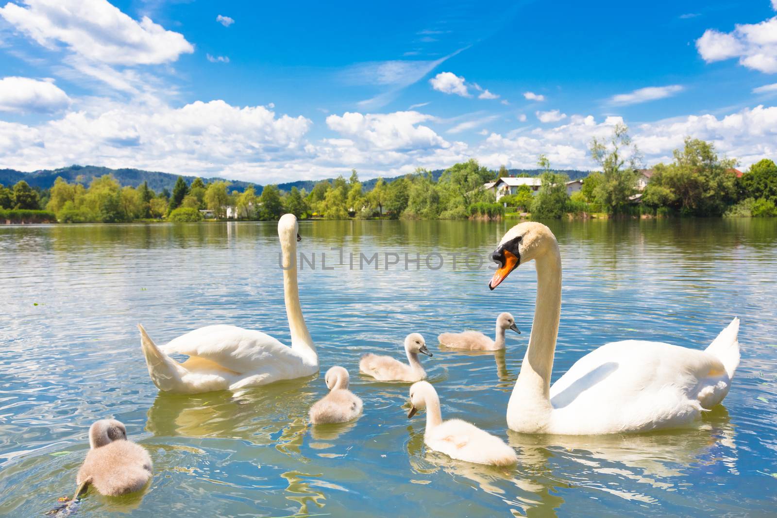 Swan family swimming in Koseze Pond or Martinek Pond or Lake Koseze is an artificial pond at the edge of Ljubljana, the capital of Slovenia.