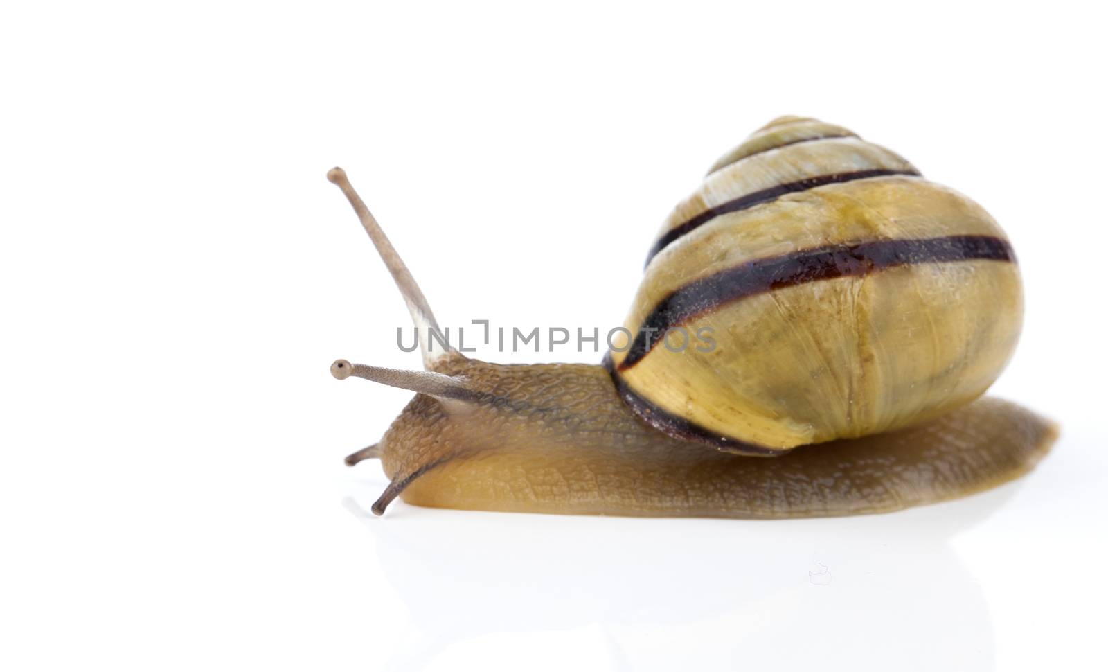 Garden snail on white background