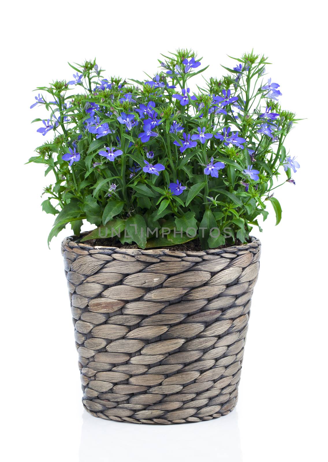 A sprig of blue lobelia in pot, on a white background. by motorolka