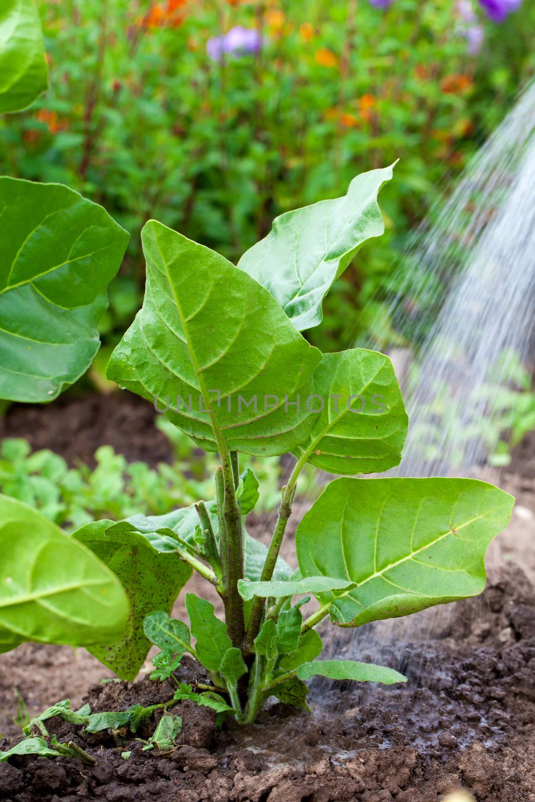 Watering the tobacco-plant in the garden by motorolka