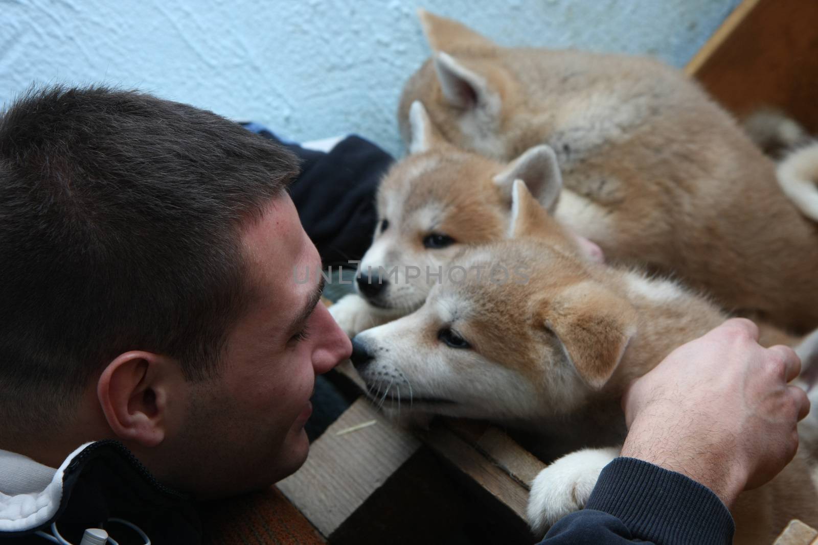 Two month old puppies of Japanese dog Akita Inu entertain with young man,Belgrade,Serbia
