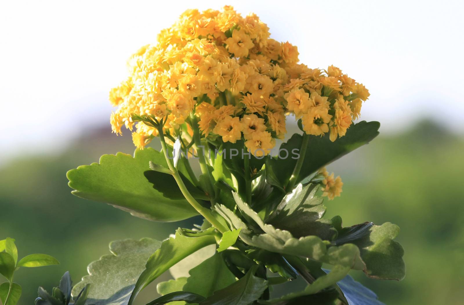 Yellow Kalanchoe in public garden