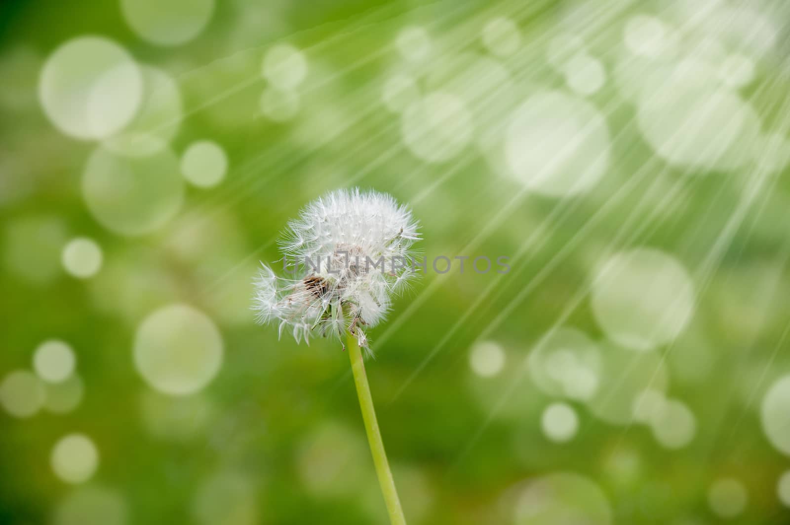 white dandelion in the wind on a blurred green background