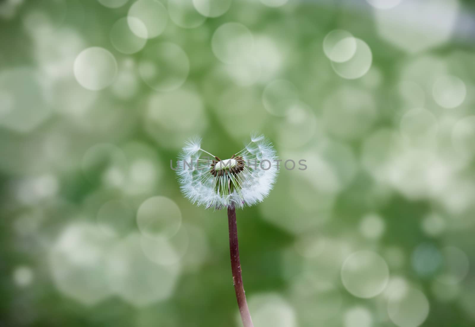 white dandelion in the wind on a blurred green background