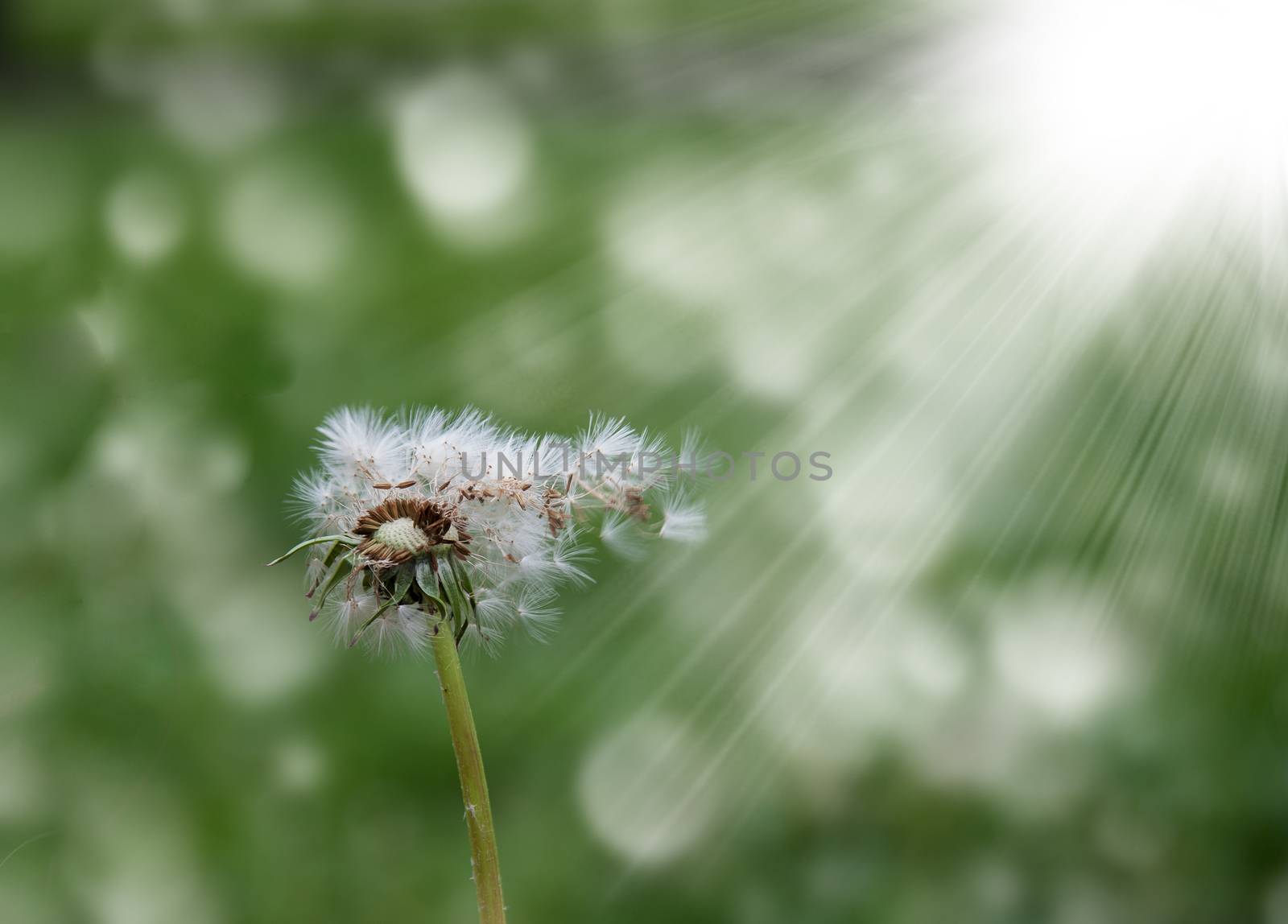 white dandelion in the wind on a blurred green background