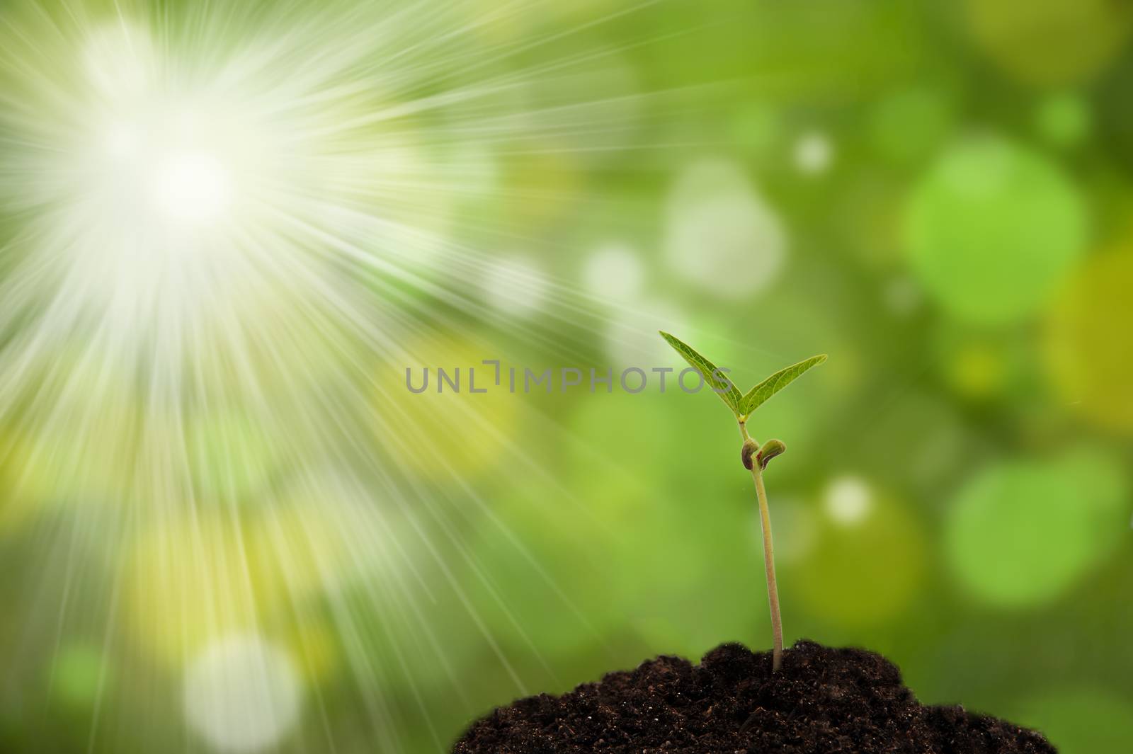 sapling in the ground on a green background with bokeh