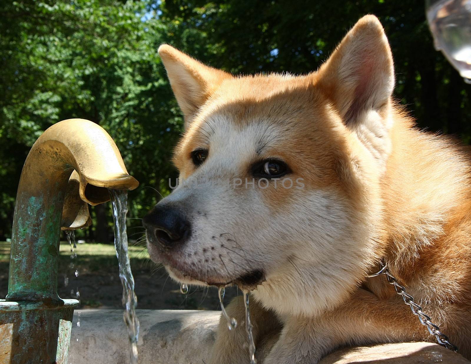 Japanese dog Akita inu at Belgrade fortress Kalemegdan,Serbia