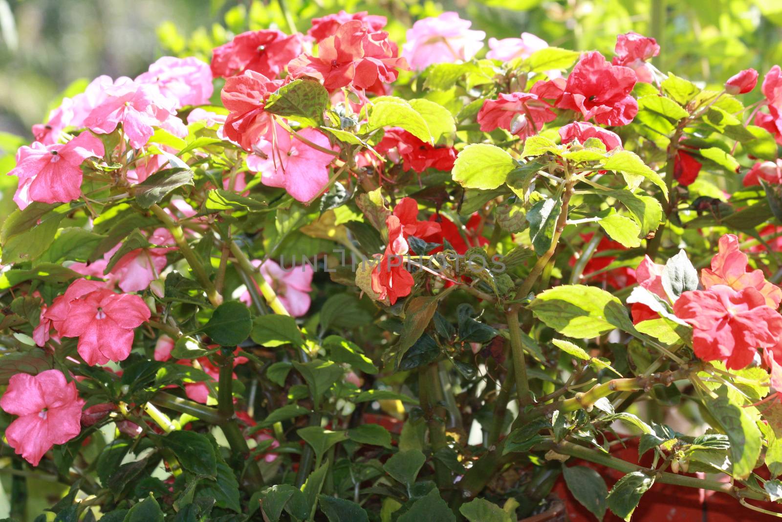 Close up of bush of Bizzie Lizzie