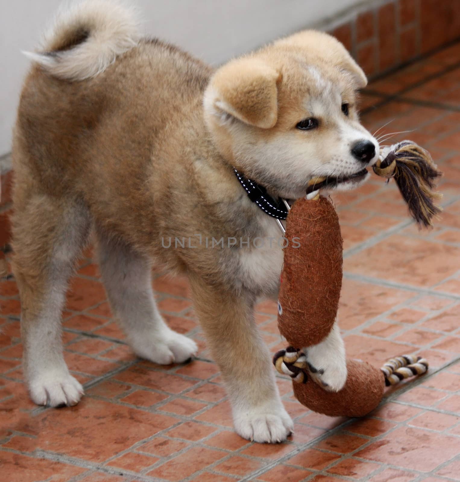 Puppie of Japanese dog Akita Inu,Belgrade,Serbia