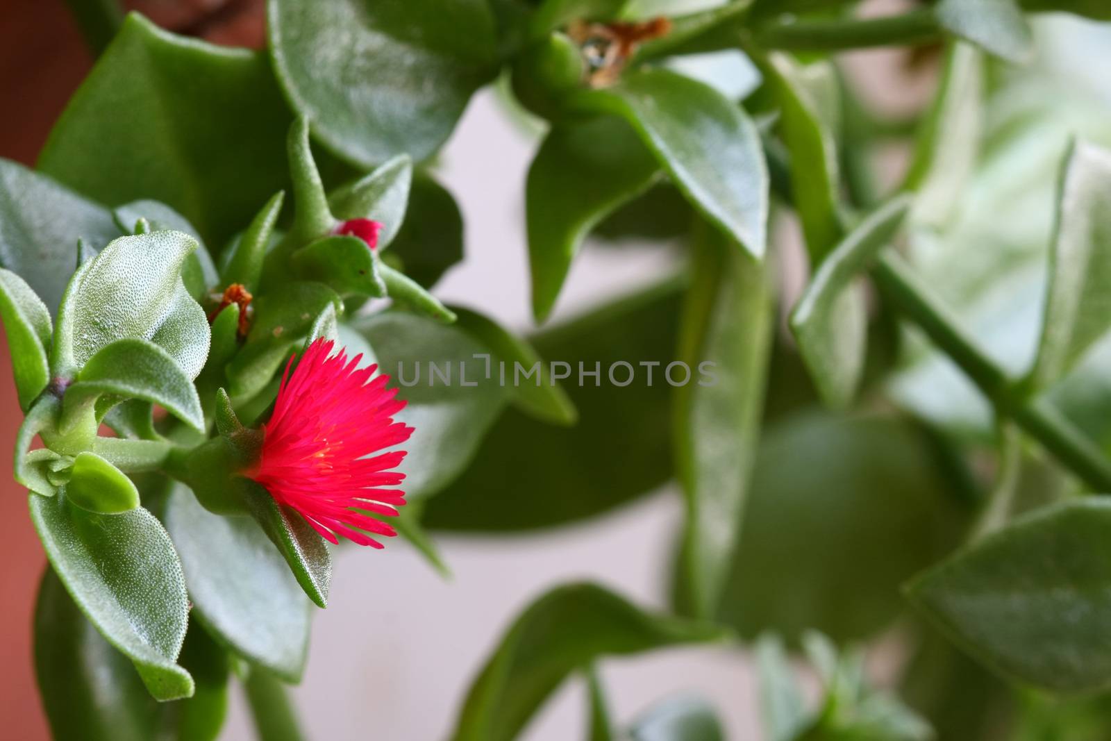 Winter purslane as ornamental plant on terrace garden