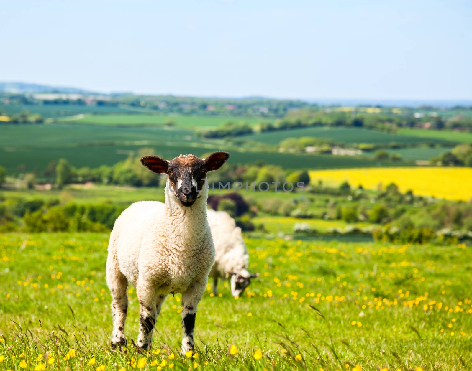 Grazing lamb by naumoid