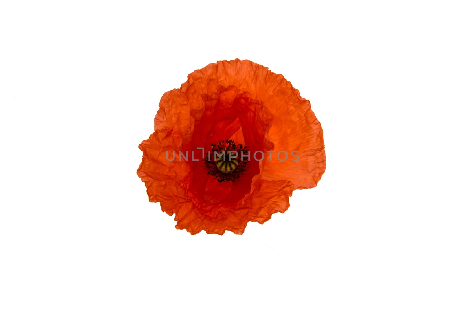 Poppy flower isolated on white background by huntz