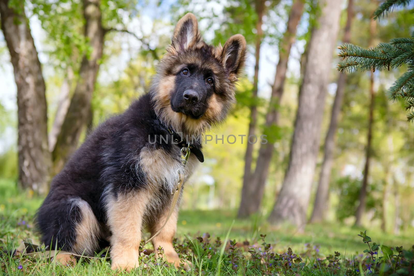 Curious little puppy sitting on the grass