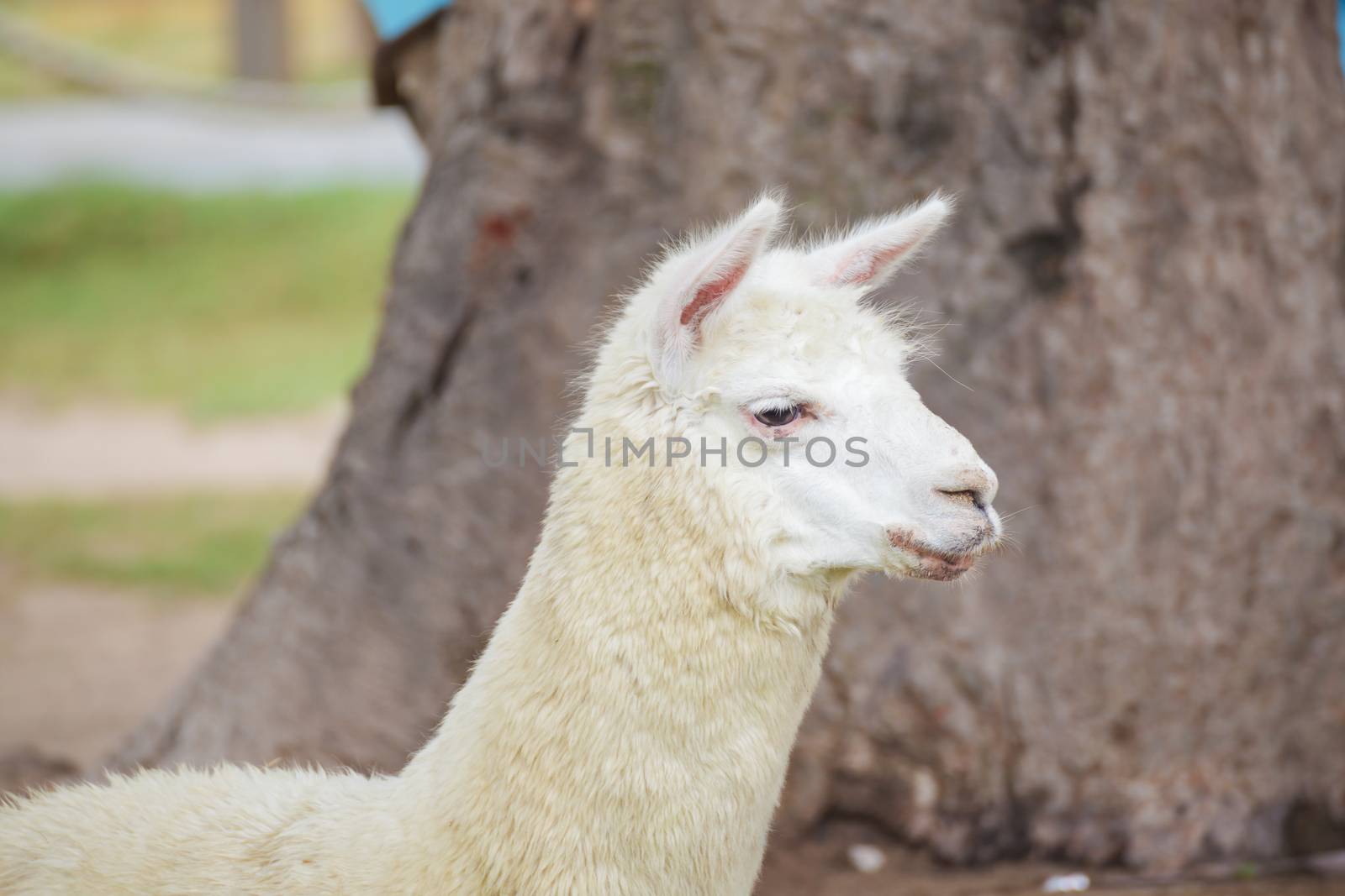 alpaca portrait