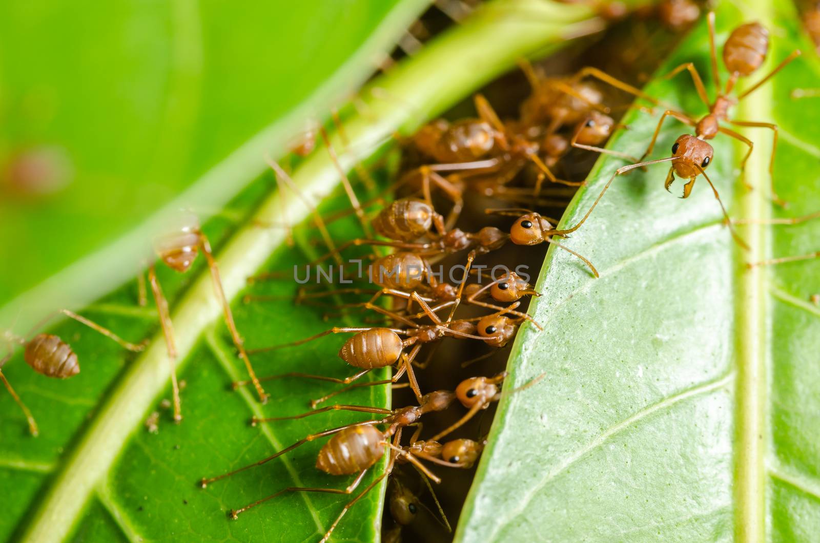 Red ants build home in teamwork power concept