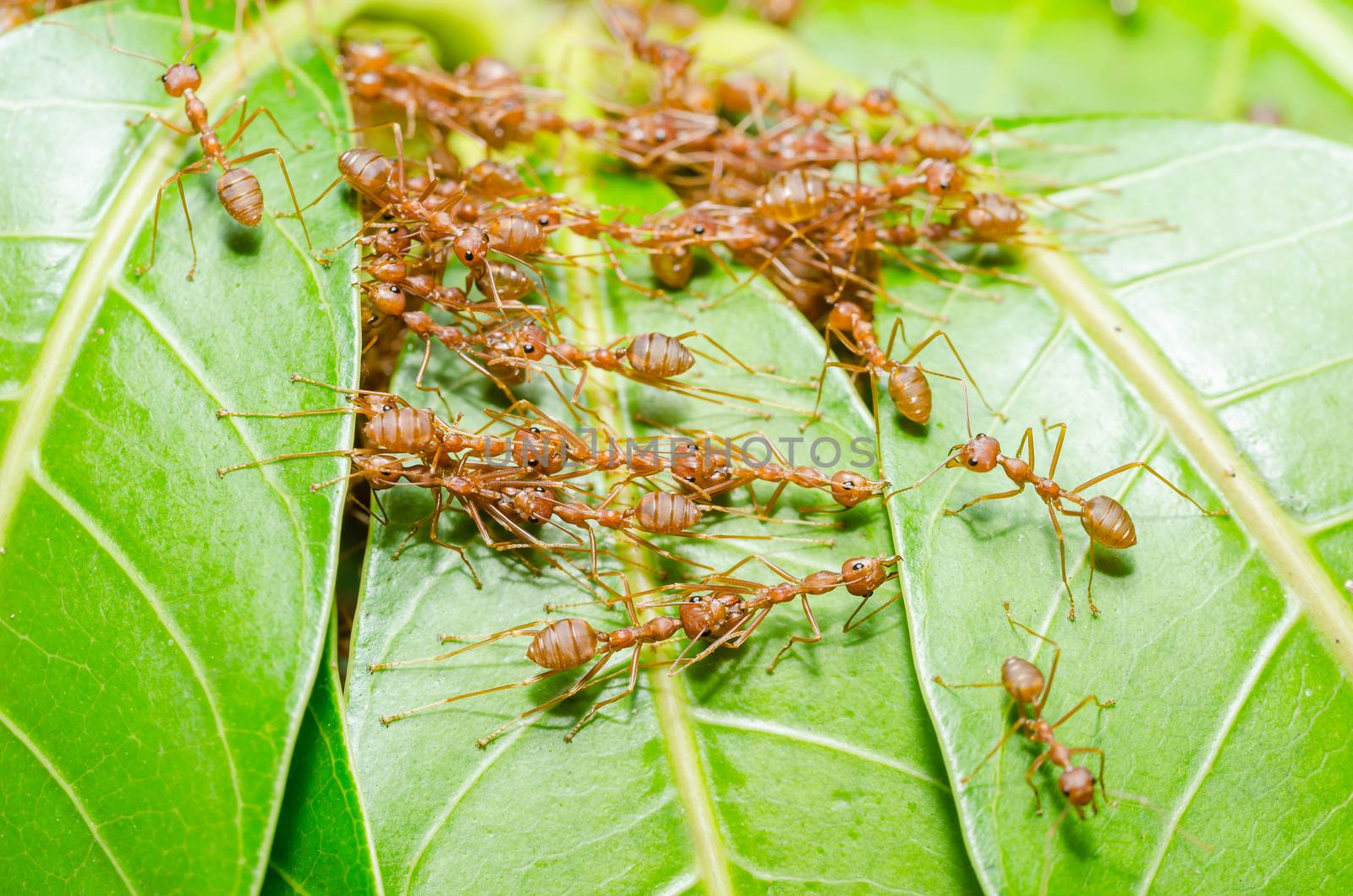 Red ants build home in teamwork power concept