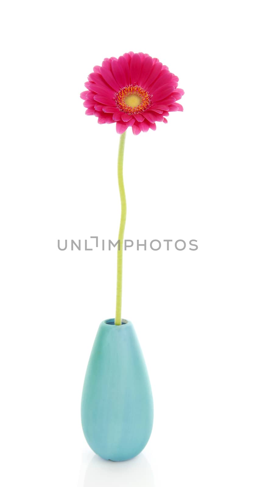 One Gerber flower in colorful vase over white background