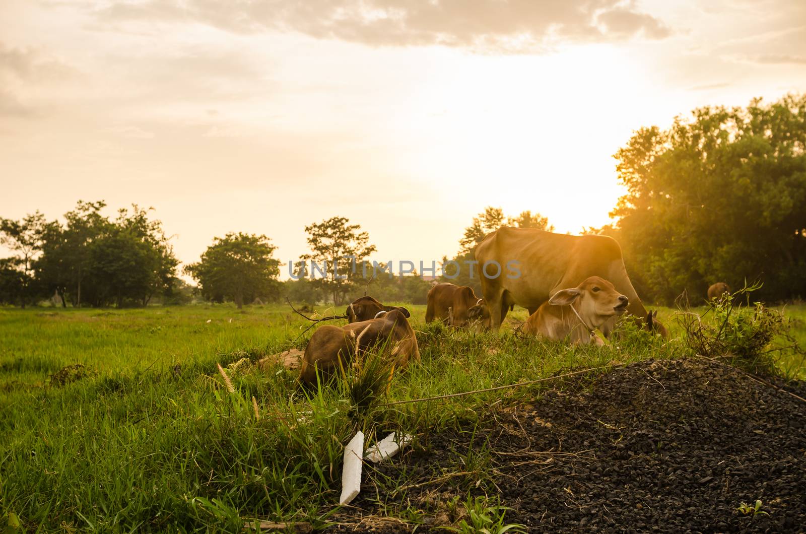 Cow on grass and meadow in the nature or in the farm agriculture