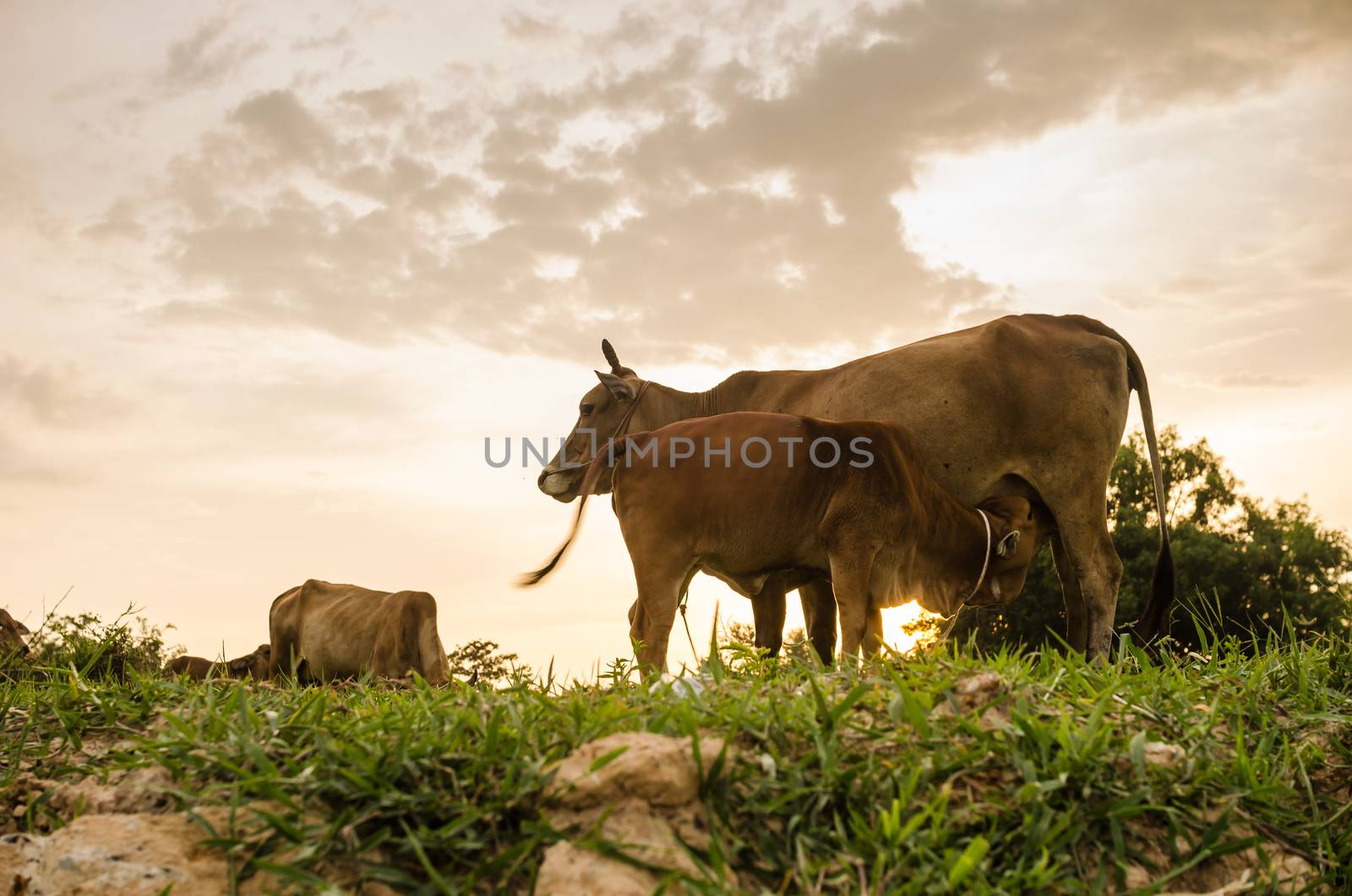 Cow on grass and meadow in the nature or in the farm agriculture