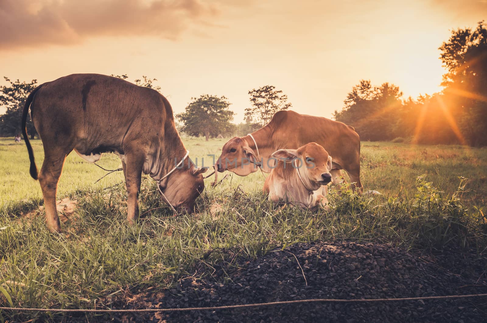 Cow on grass and meadow in the nature or in the farm agriculture vintage