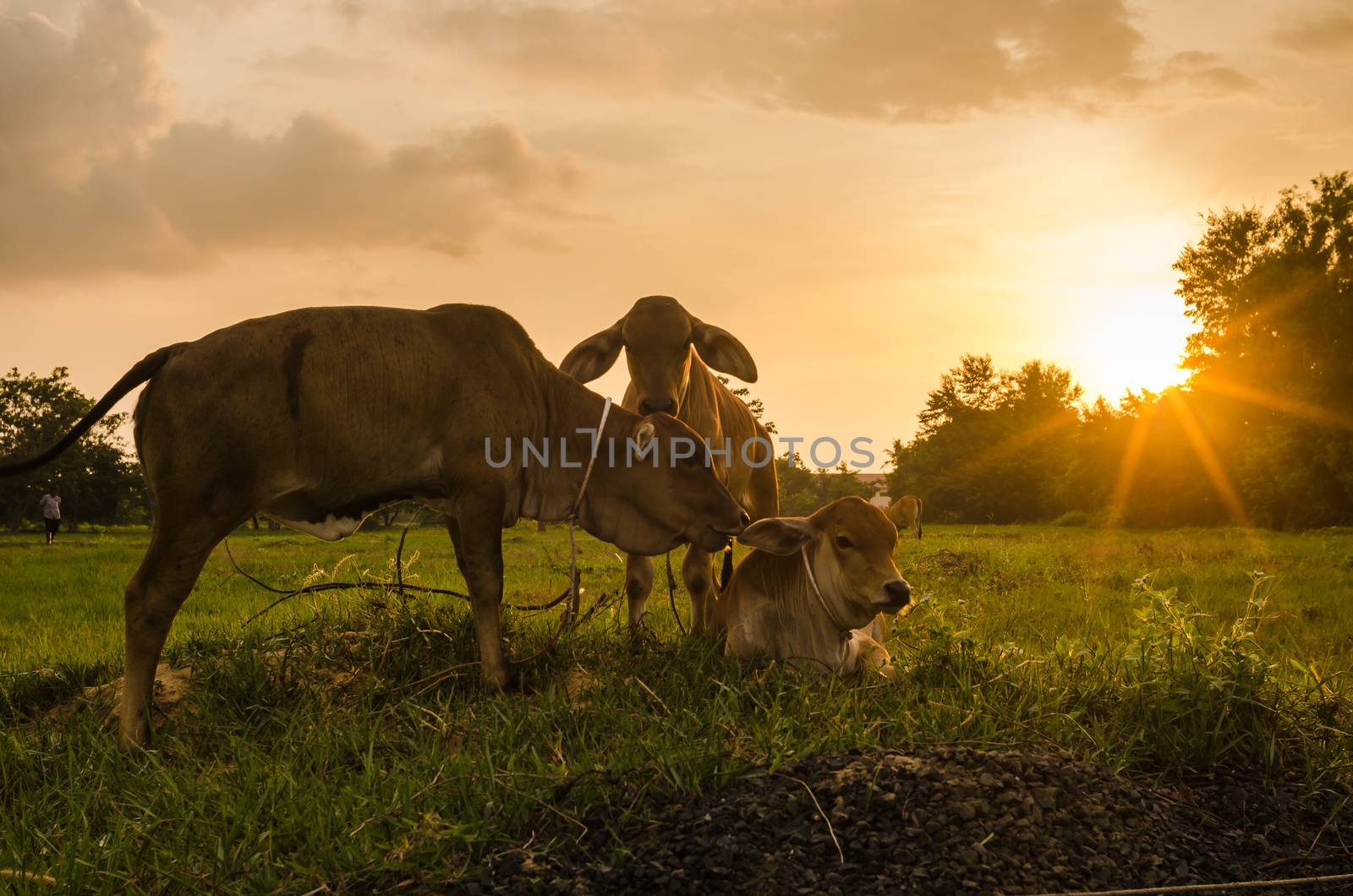 Cow on grass and meadow in the nature or in the farm agriculture