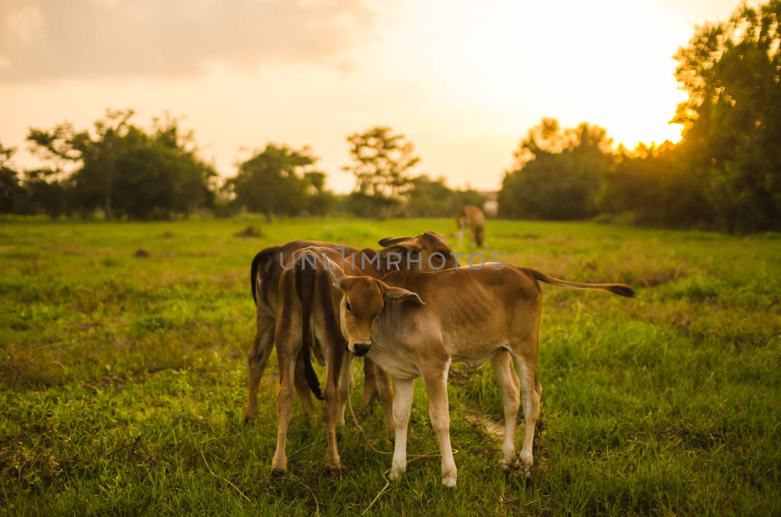 Cow on grass and meadow in the nature or in the farm agriculture