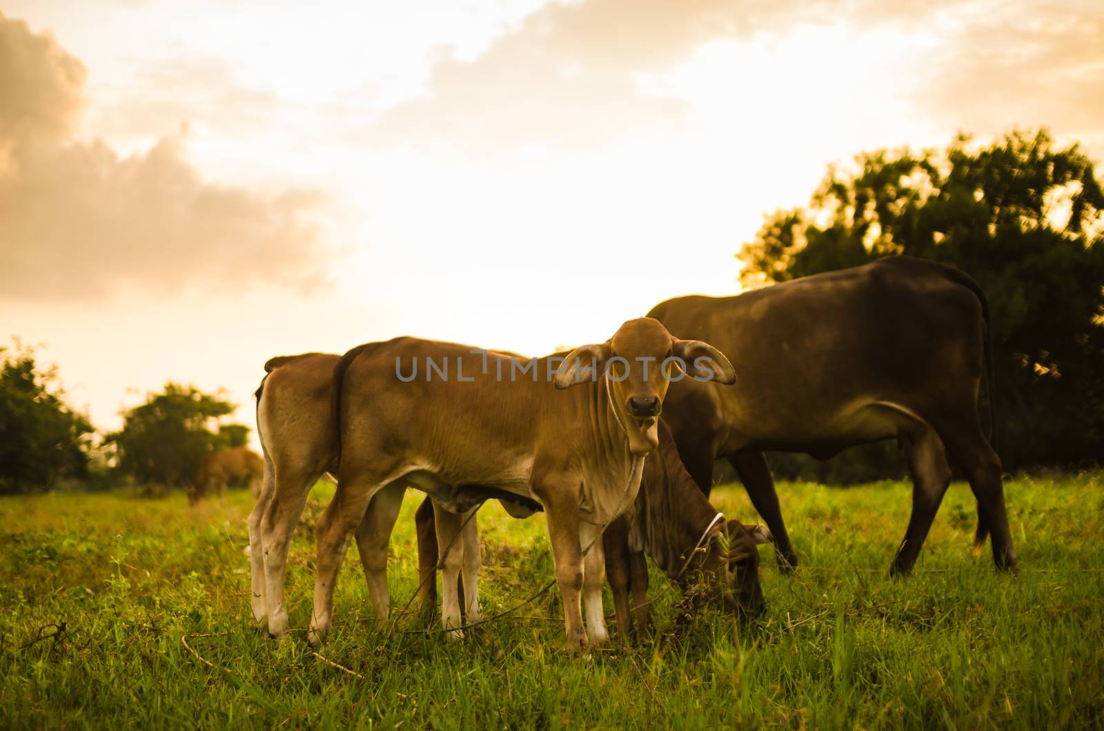 Cow on grass and meadow in the nature or in the farm agriculture