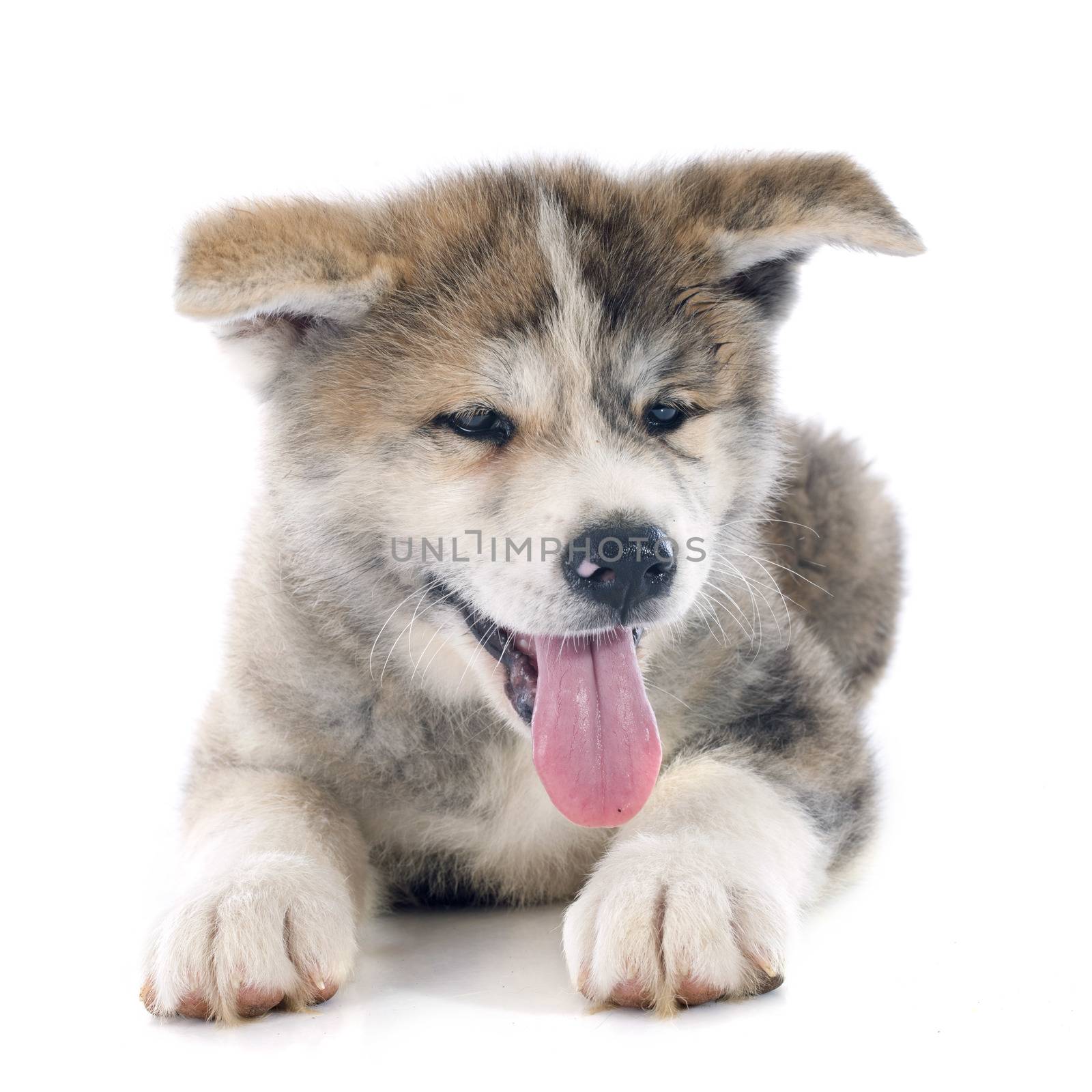 puppy akita inu in front of white background