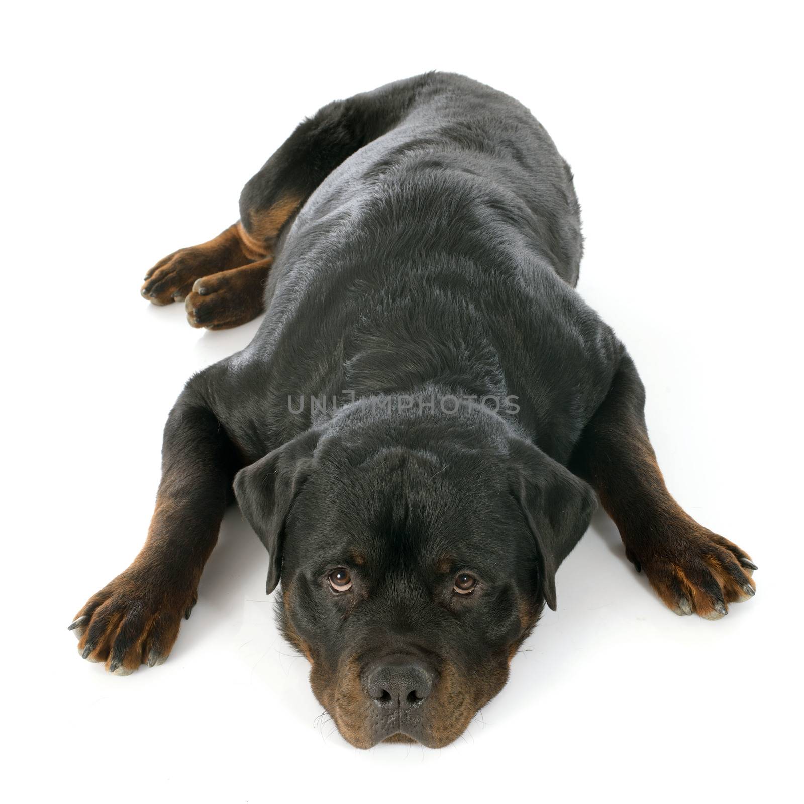 purebred rottweiler in front of white background