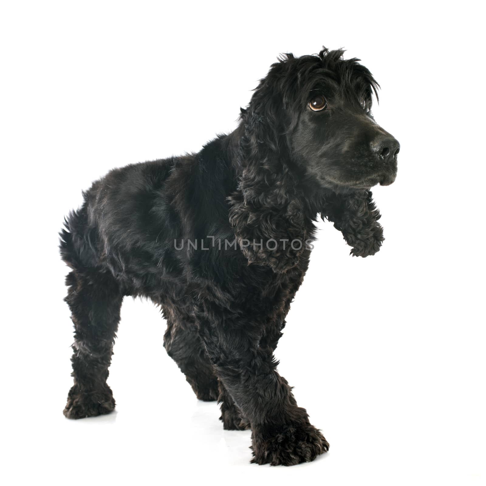 portrait of a  purebred english cocker in a studio