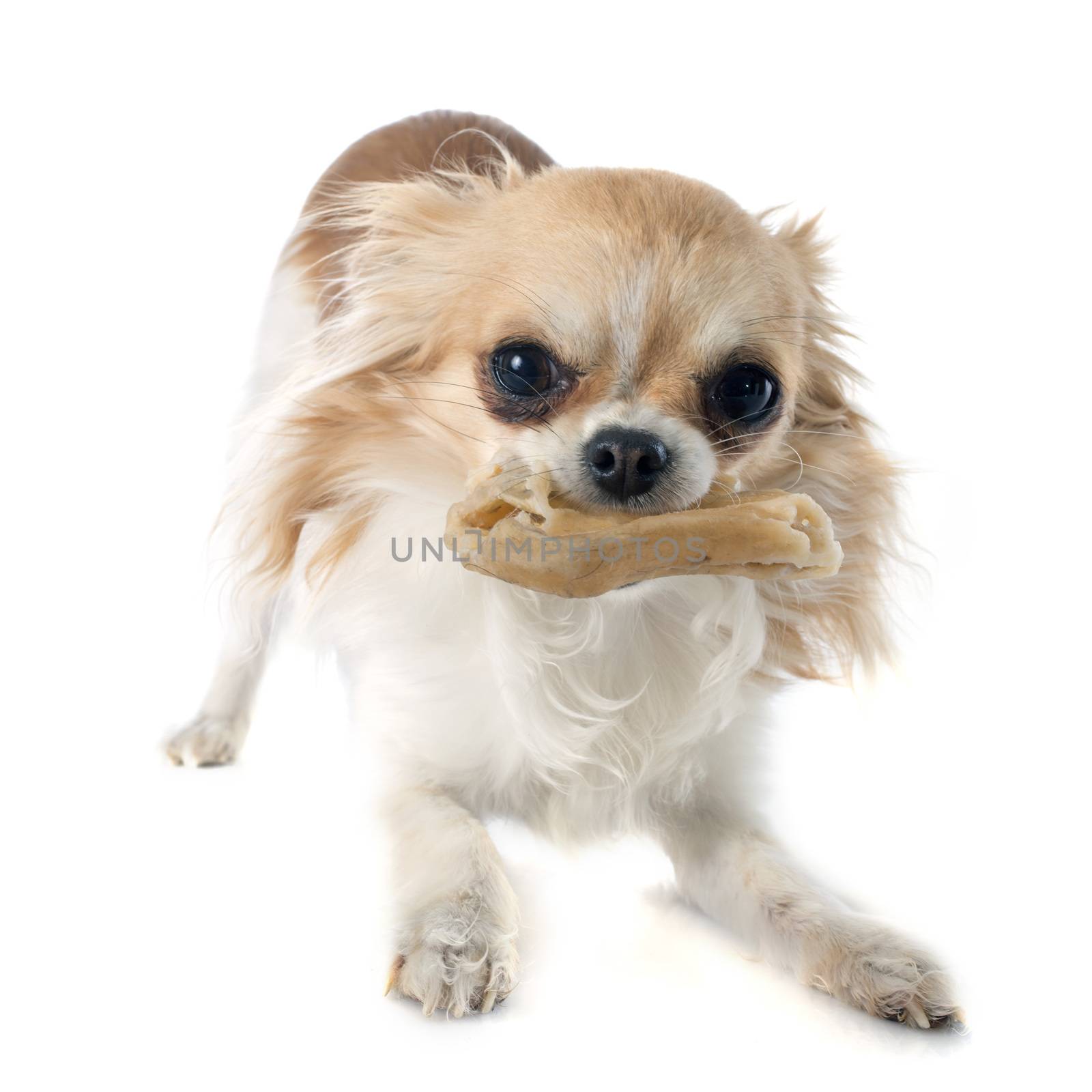 chihuahua and bone in front of white background