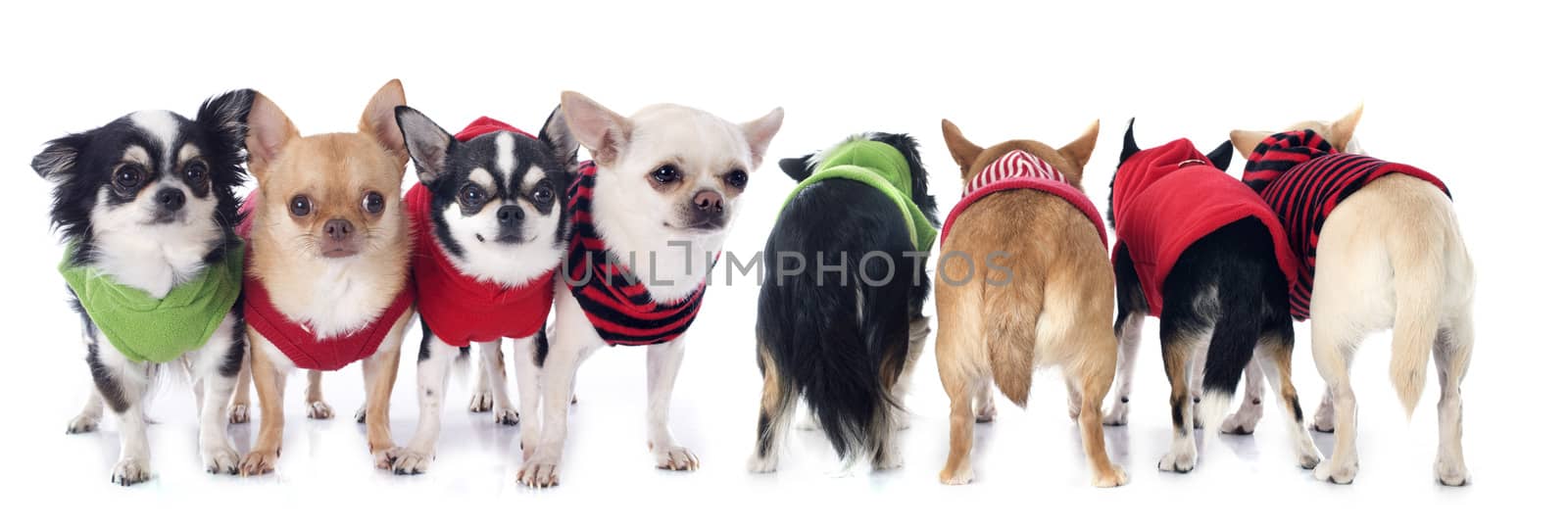 dressed chihuahuas in front of and back 
