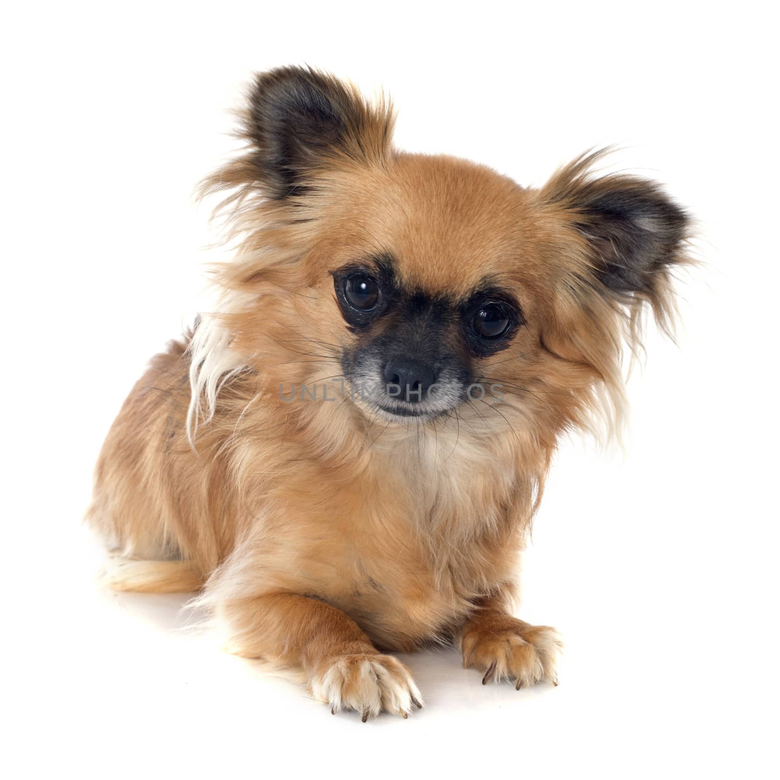 portrait of a cute purebred  puppy chihuahua in front of white background