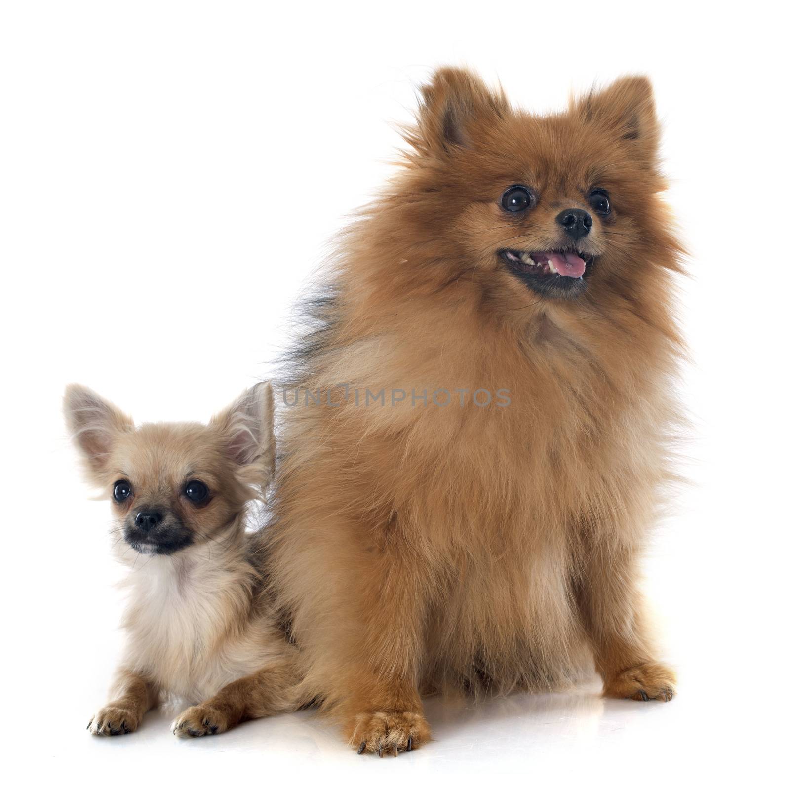  puppy chihuahua and spitz in front of white background