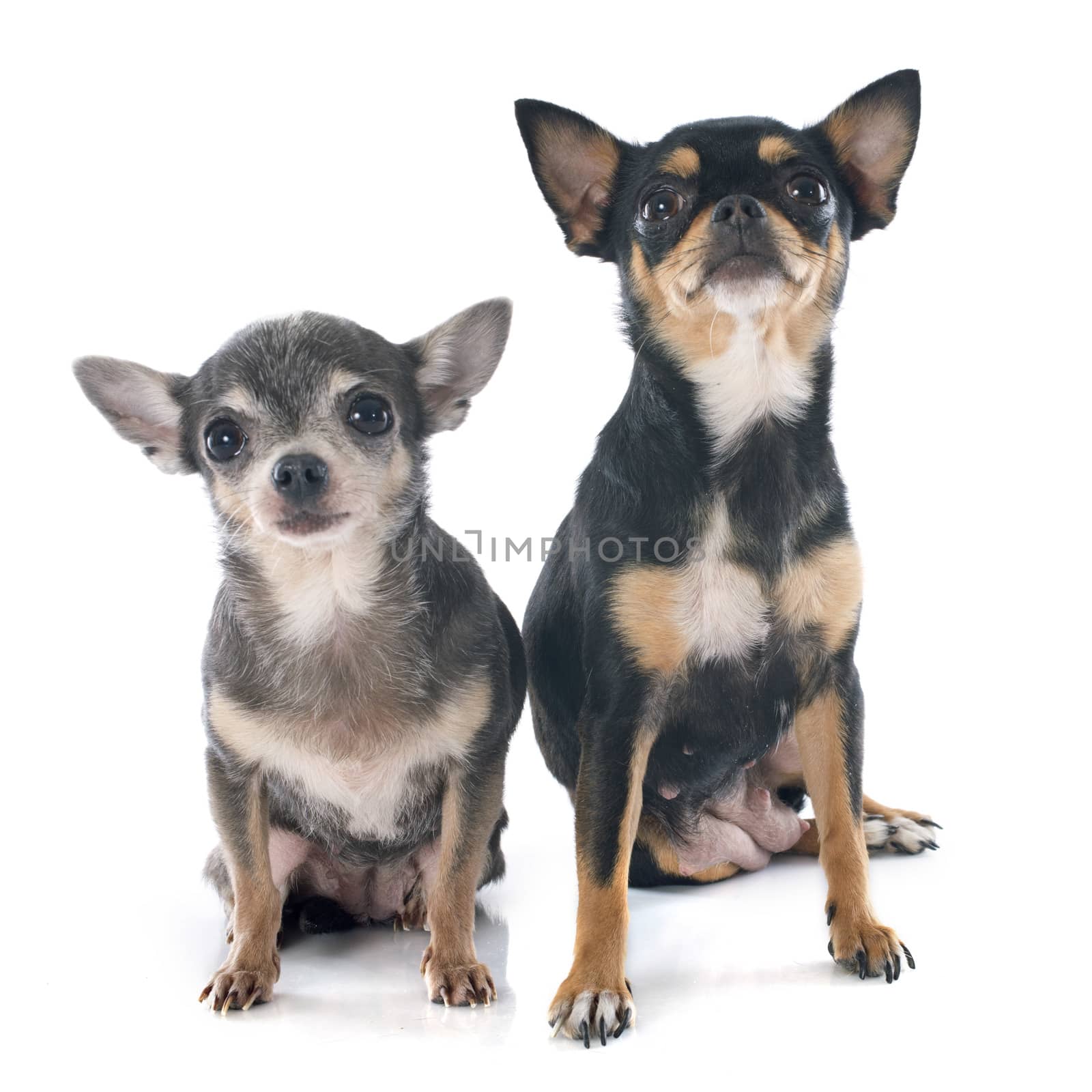 two chihuahuas in front of white background