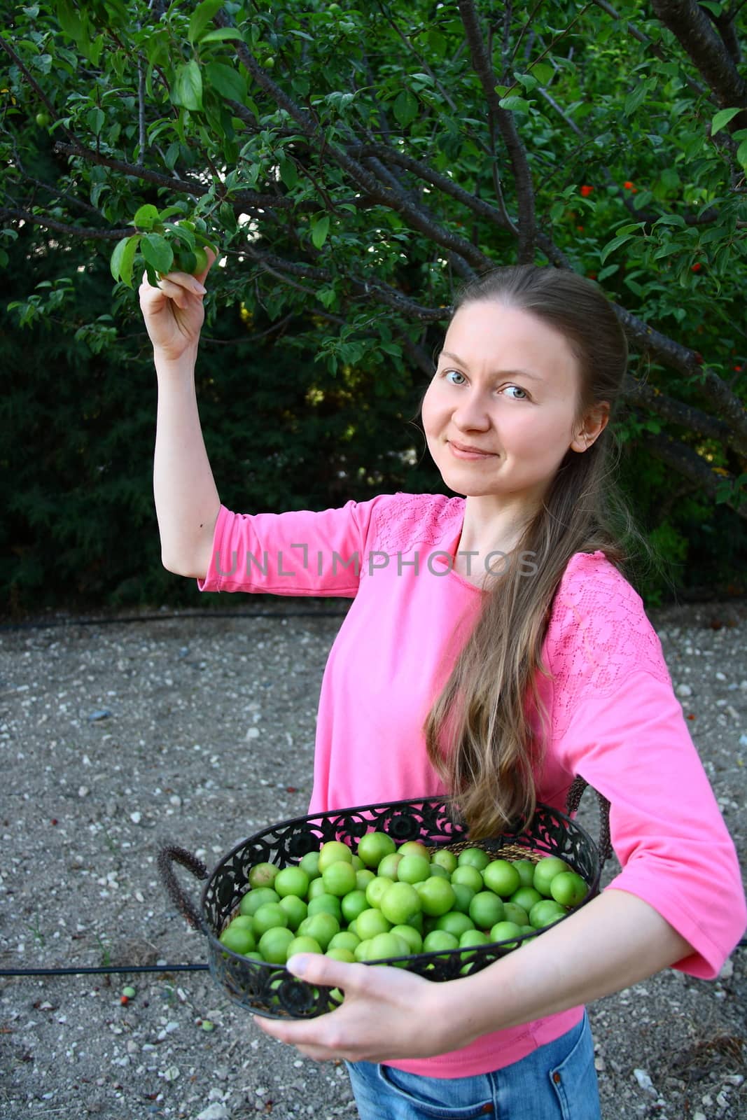 beautiful girl collecting plums by mturhanlar