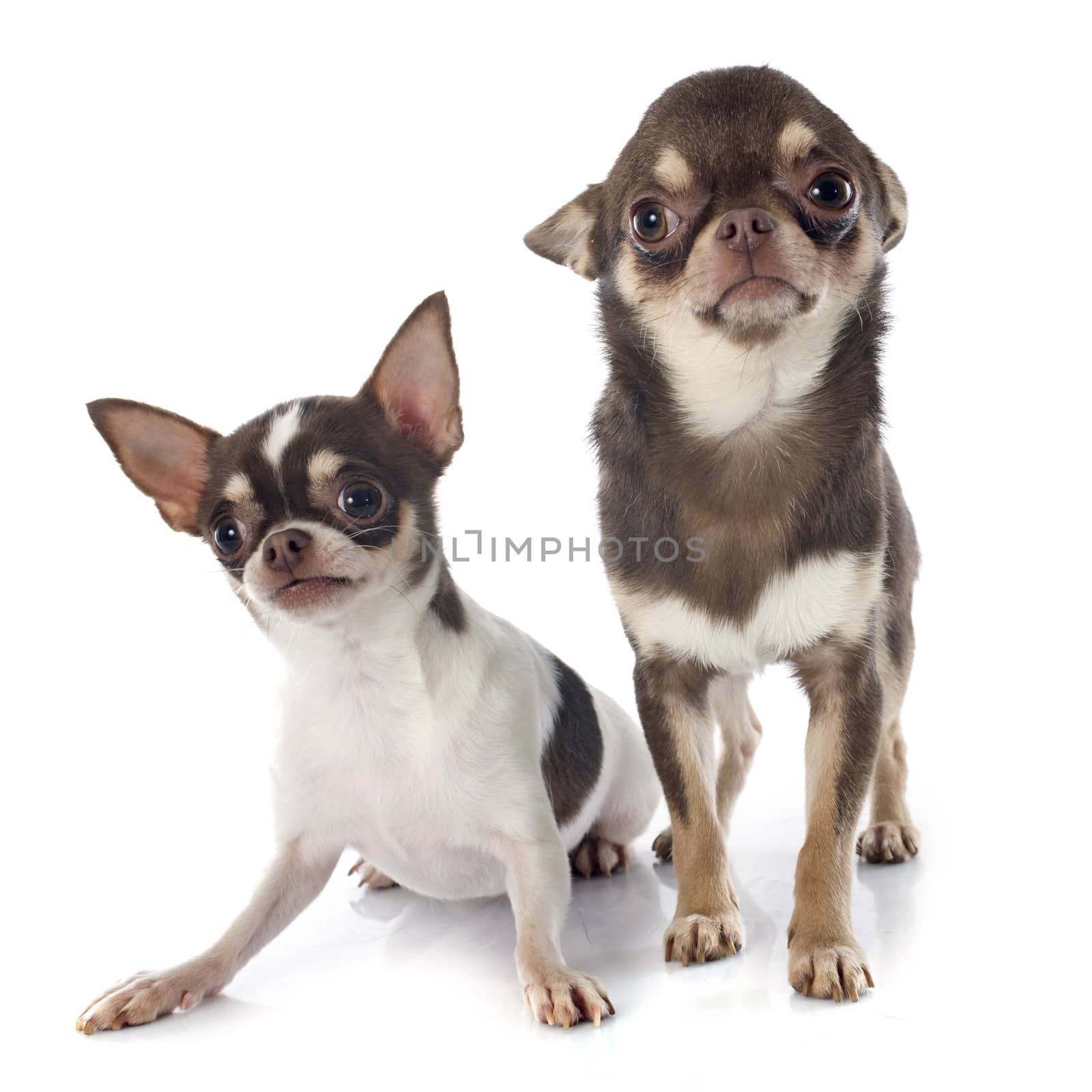 two chihuahuas in front of white background