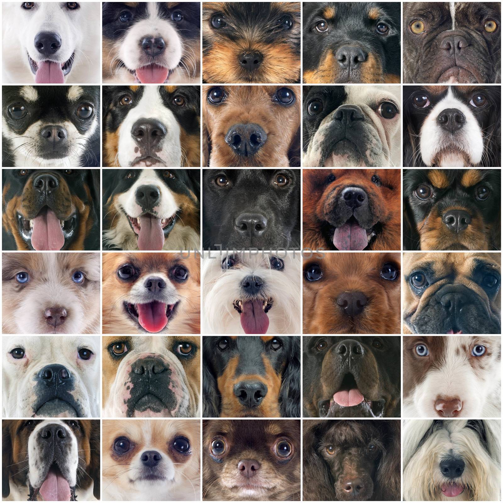 composite picture of head of dogs in studio