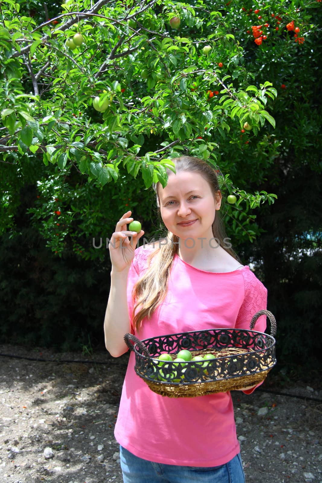 beautiful girl collecting green plums for eating