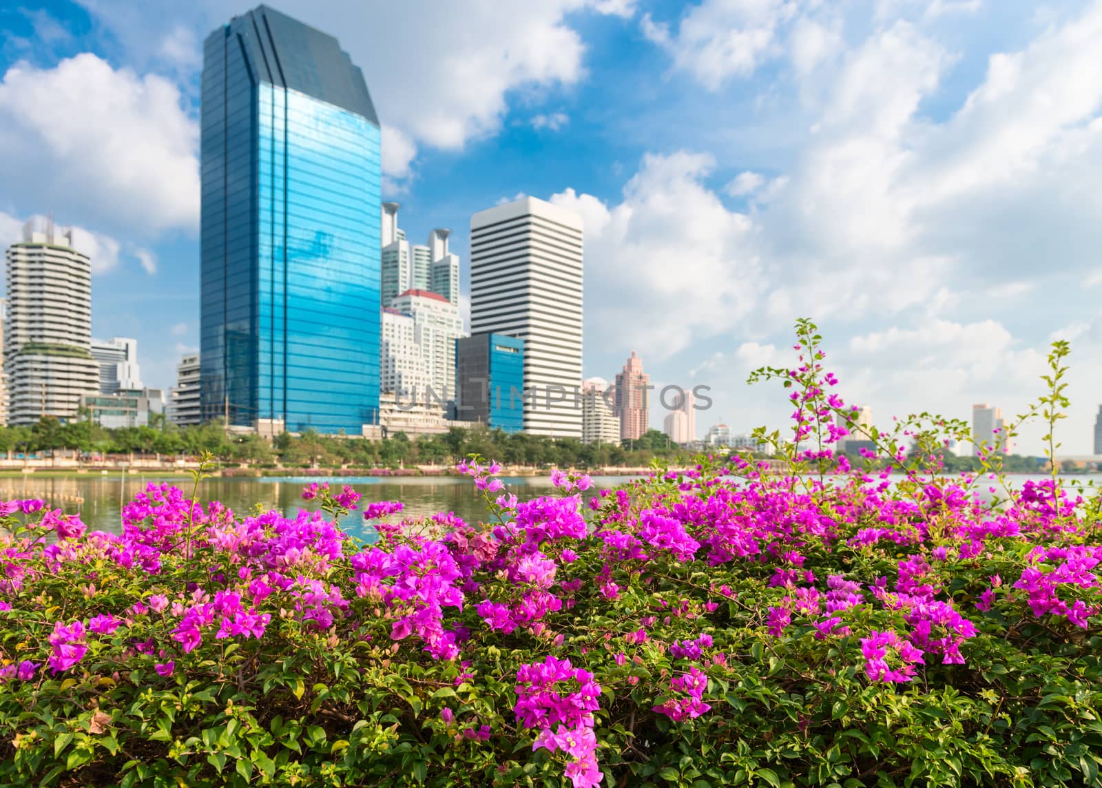 Modern city skyline of business district downtown with pink flowers in front in day under blue sky