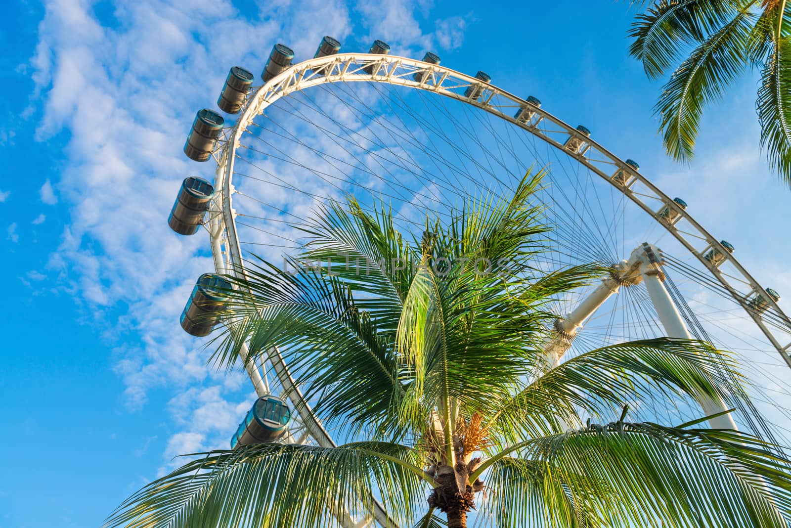 Green tropical palm tree with big ferris wheel and blue sky 