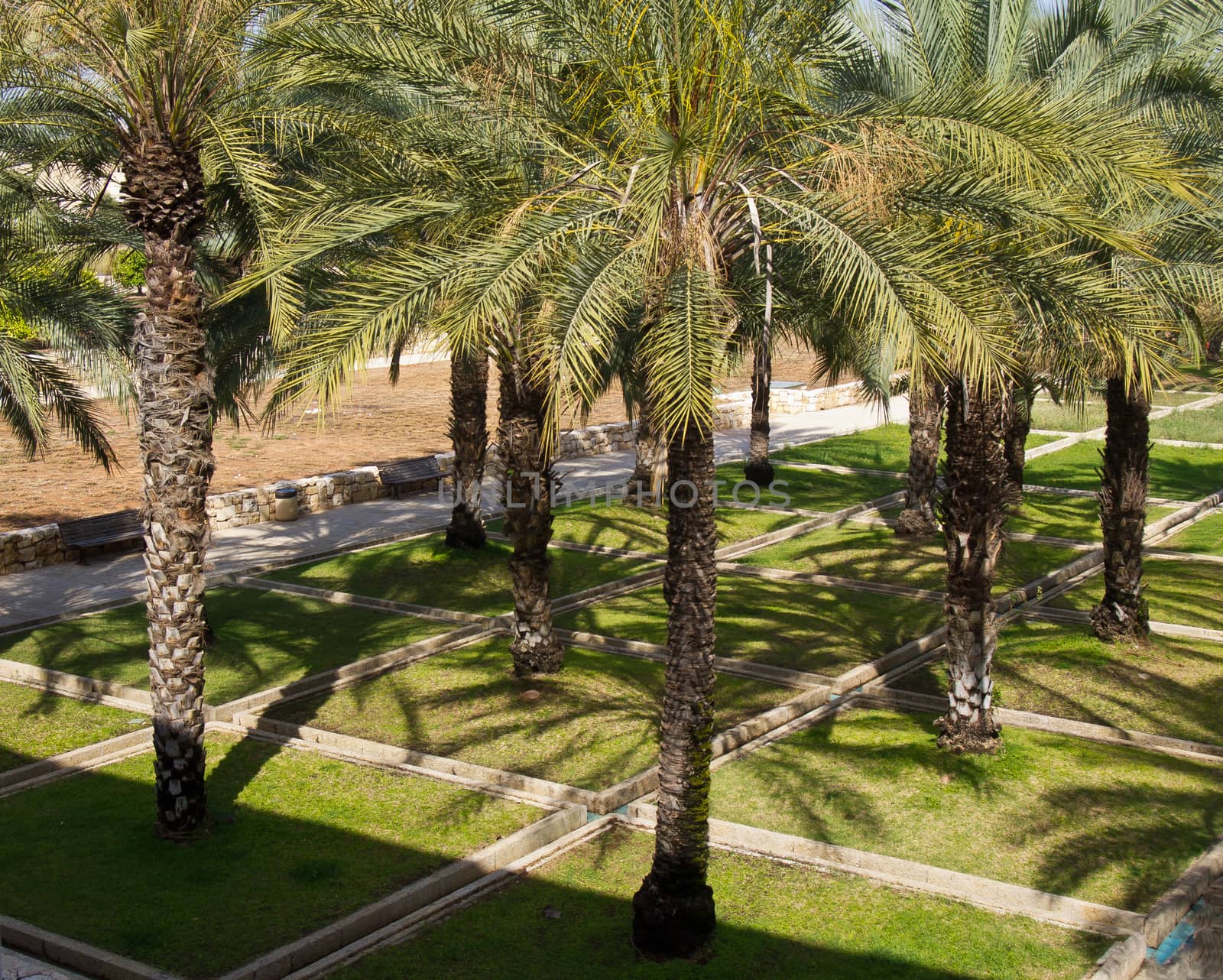 Beautiful Tropical Palm trees planted for decoration