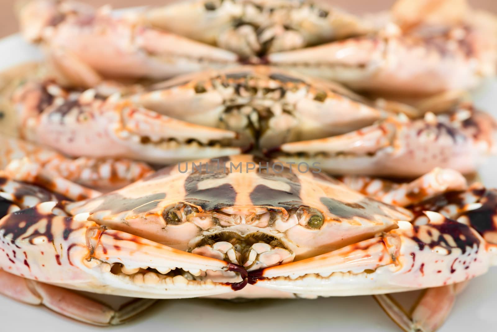 Big crabs on white plate by iryna_rasko