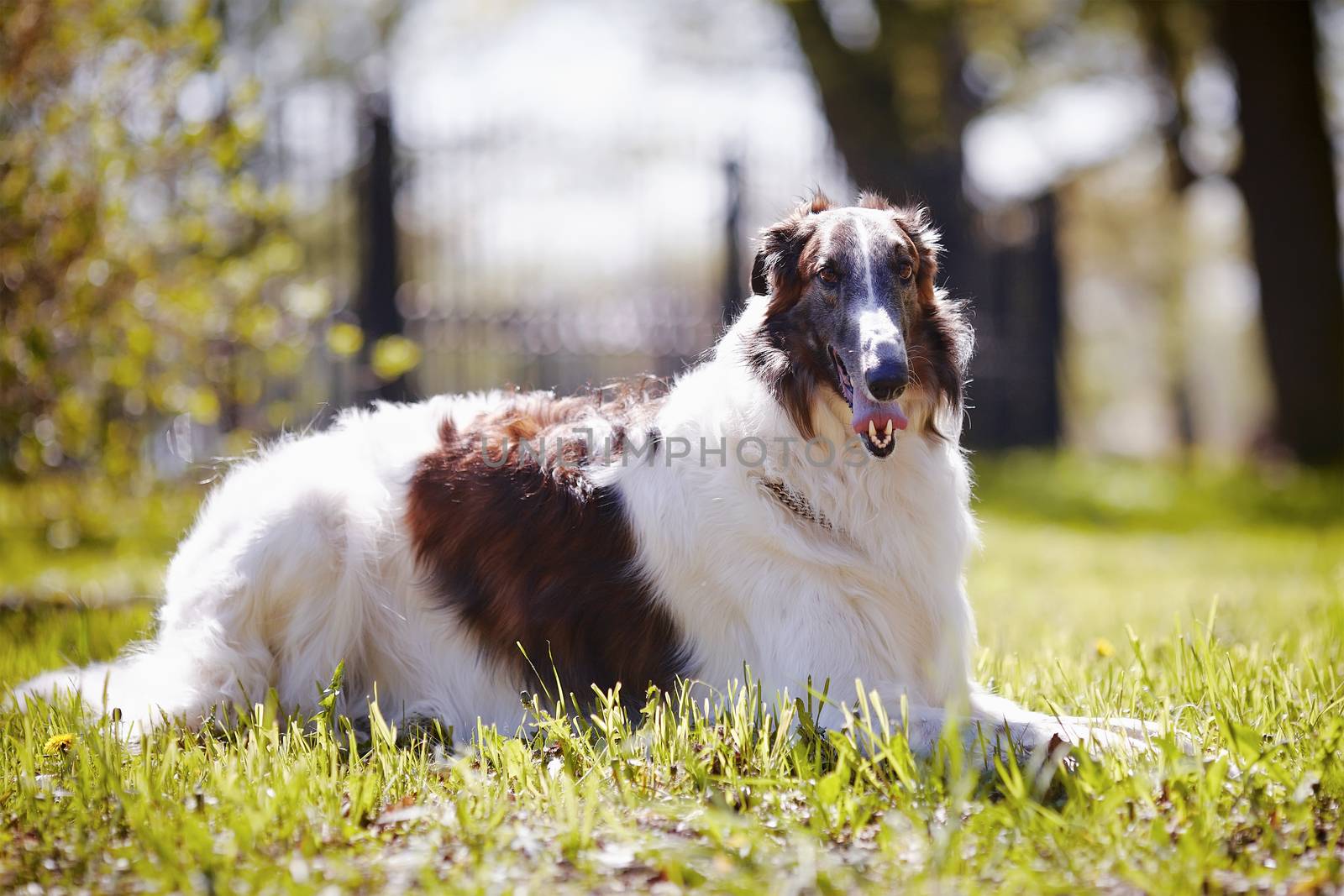 The borzoi lies on a grass. by Azaliya