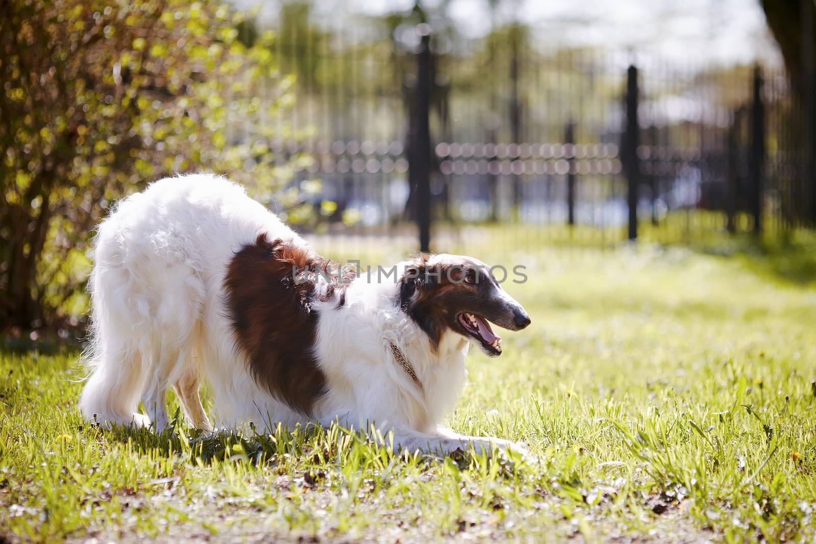 Hunting dog. Borzoi. White dog with spots. Dog for hunting.