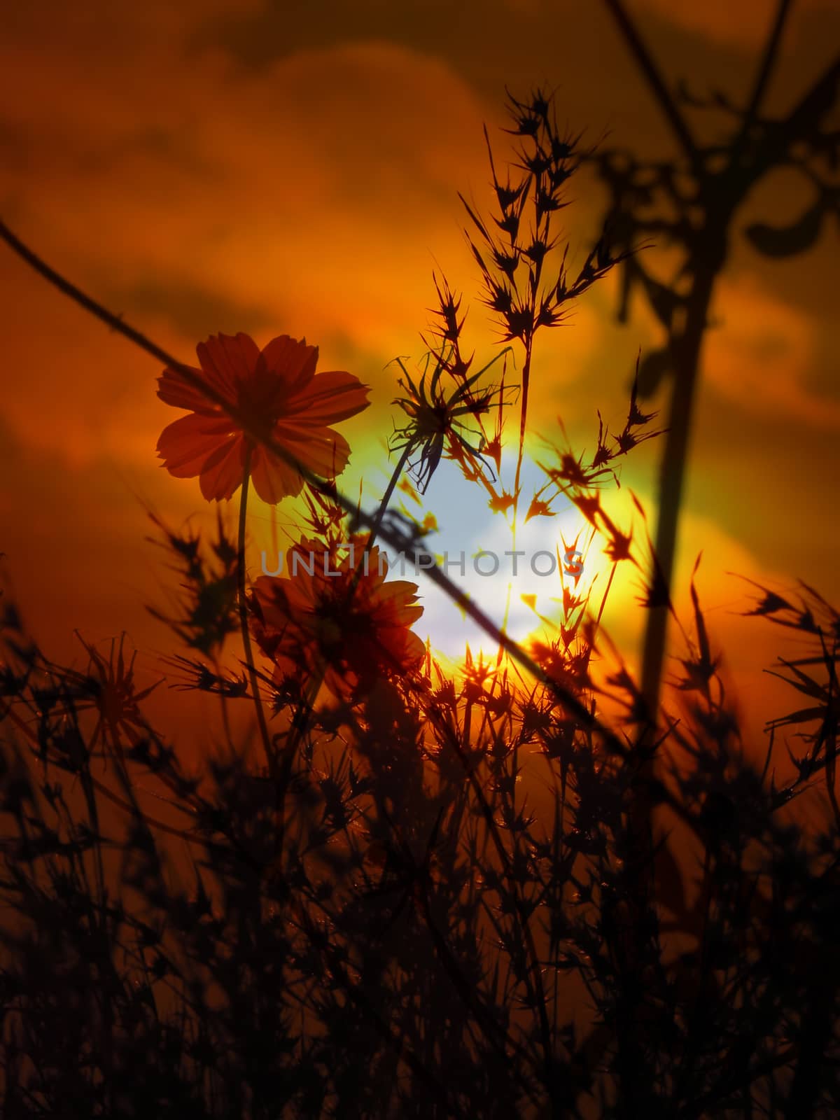 Two flowers in between thorny bushes staring at the setting sun depicting hope and being unique in adverse nature.                               
