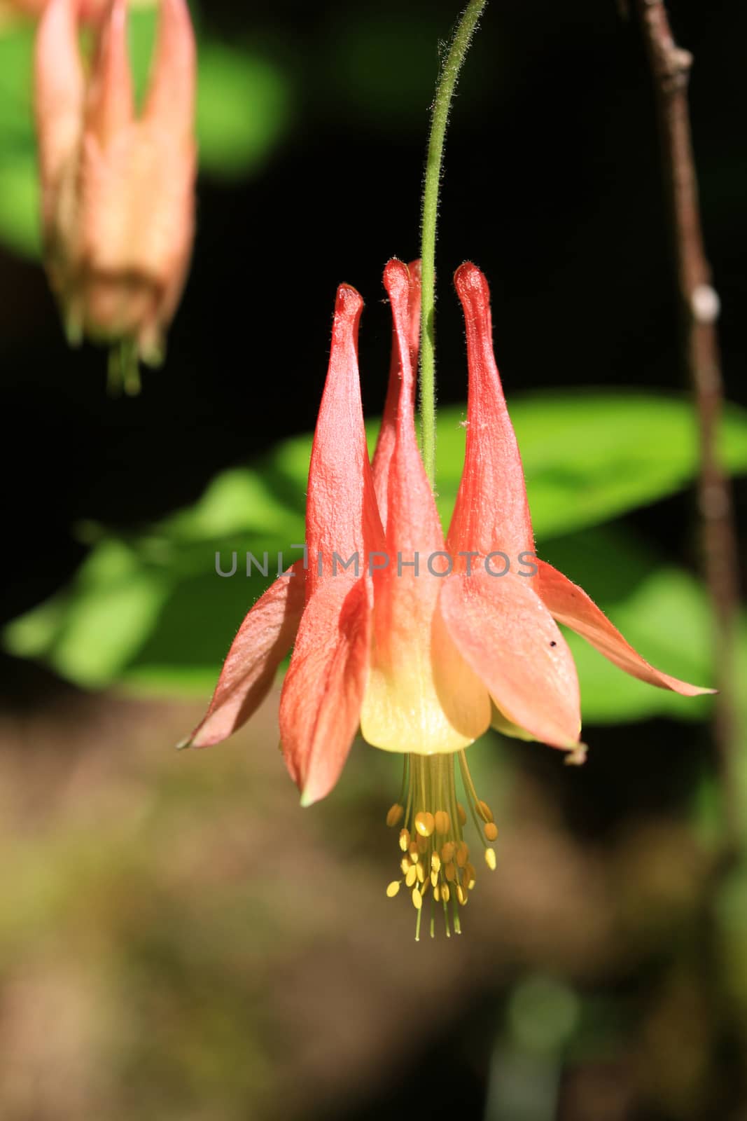 Columbine Flower in morning sun late spring
