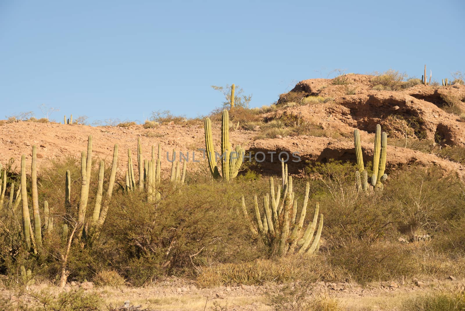 Hillside of Organpipe Cactus by emattil