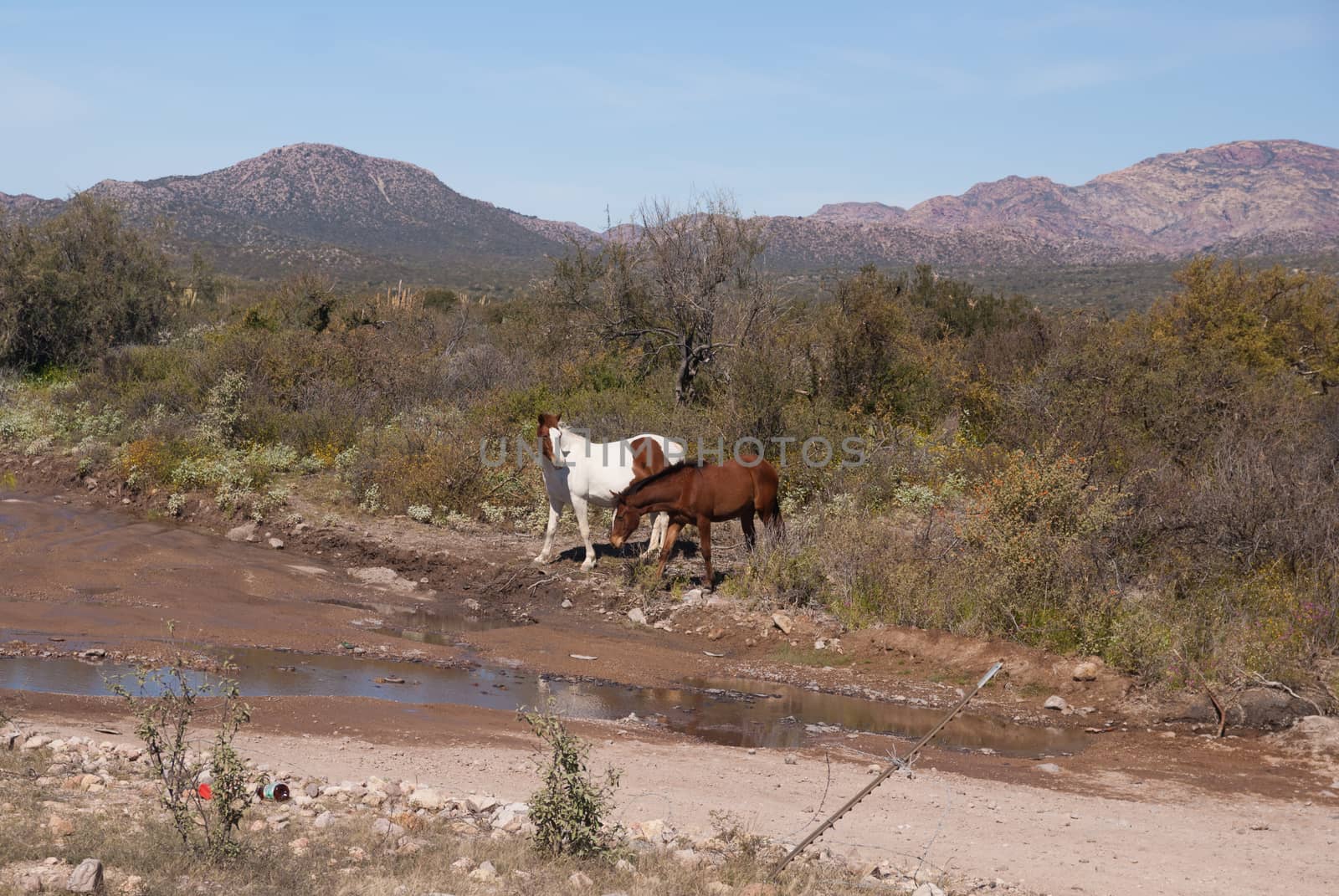 Two wild horses in Sonora Desert by emattil