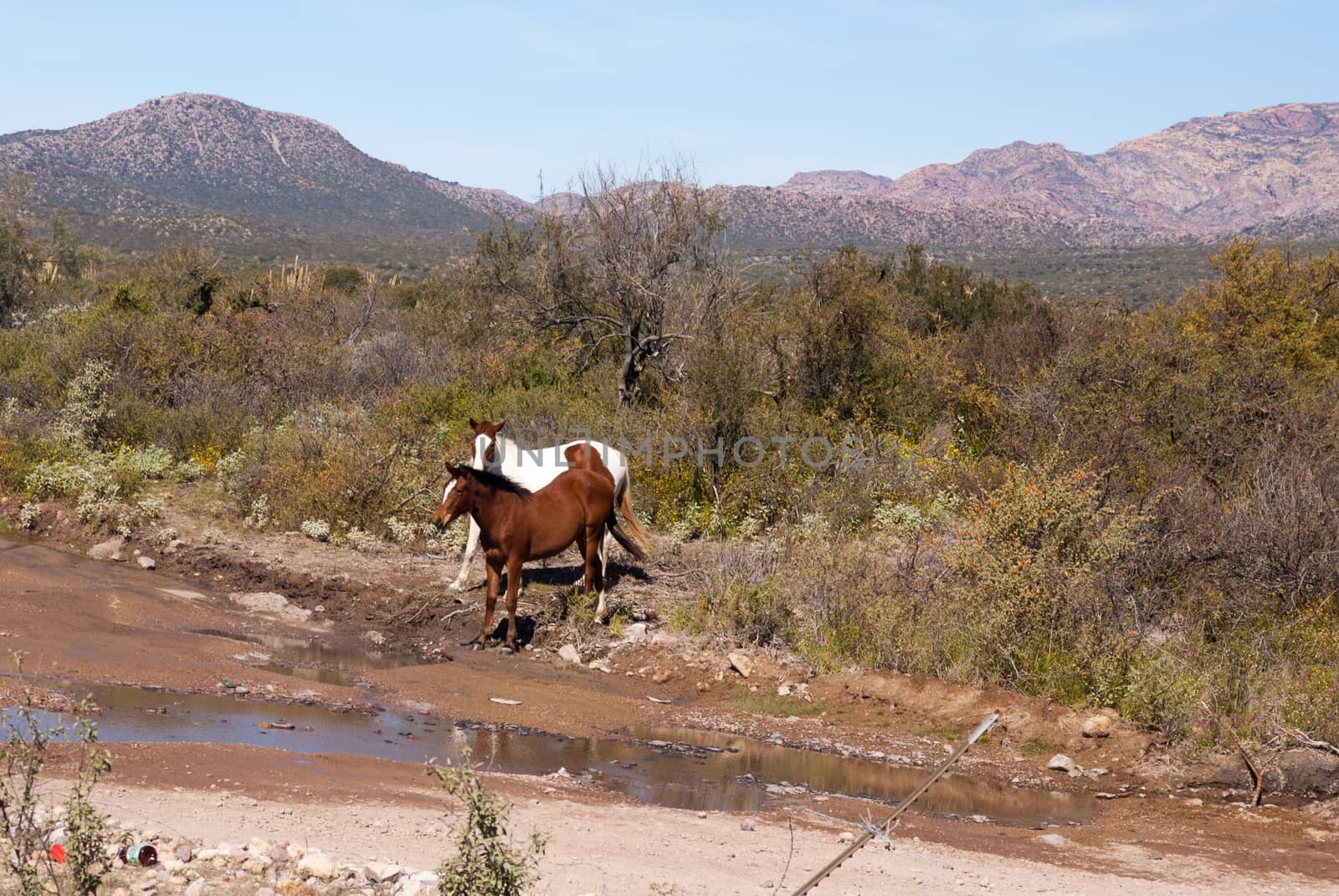 Two wild horses in coastal Sonora Desert Mexico